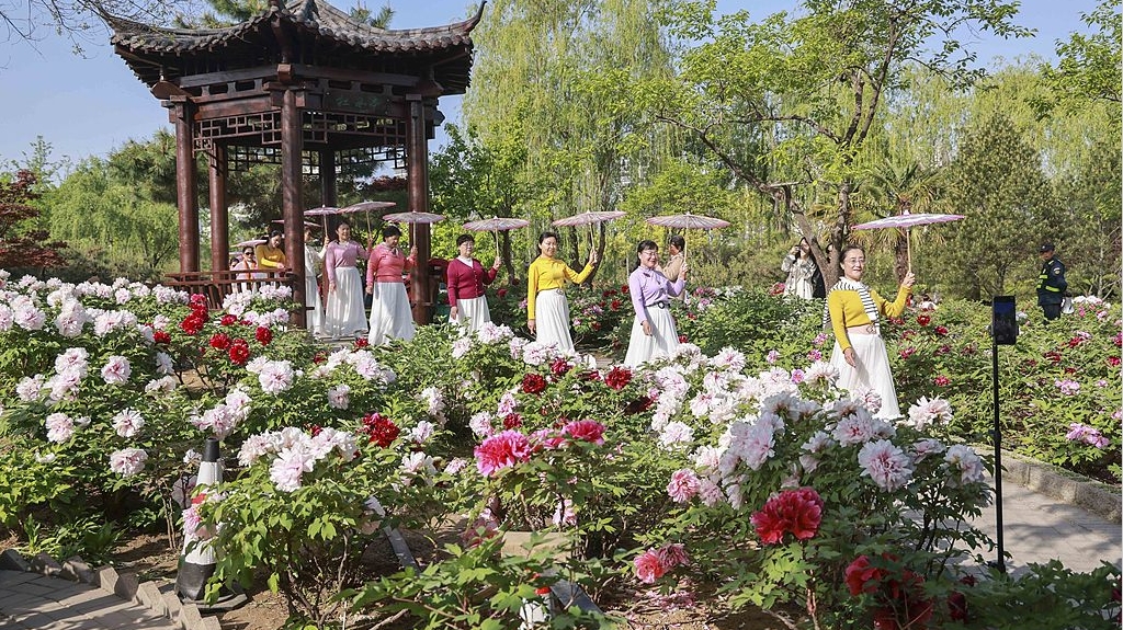 临沂园博园牡丹竞放，市民在牡丹园内赏花游玩